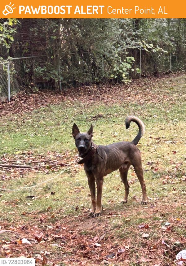 Found/Stray Male Dog last seen 4th street NE , Center Point, AL 35215