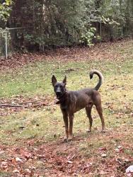 Found/Stray Male Dog last seen 4th street NE , Center Point, AL 35215