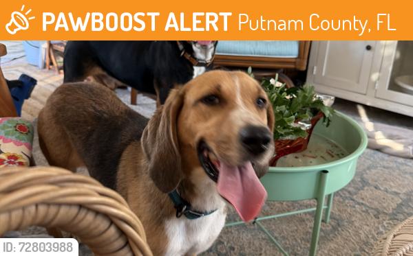 Found/Stray Female Dog last seen Buffalo Bluff Rd Near train tracks, Putnam County, FL 32189