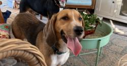 Found/Stray Female Dog last seen Buffalo Bluff Rd Near train tracks, Putnam County, FL 32189