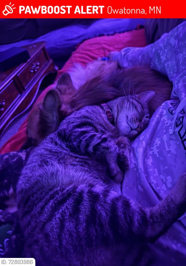 Lost Male Cat last seen Near w McKinley st, Owatonna, MN 55060