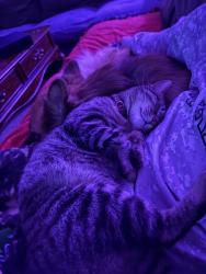 Lost Male Cat last seen Near w McKinley st, Owatonna, MN 55060