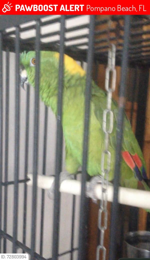 Lost Male Bird last seen laundry matt, Pompano Beach, FL 33062