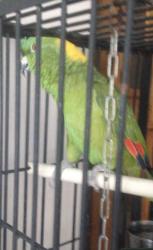 Lost Male Bird last seen laundry matt, Pompano Beach, FL 33062