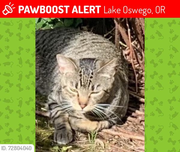 Lost Male Cat last seen Boca ratan and Bonny Brae, Lake Oswego, OR 97034