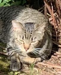 Lost Male Cat last seen Boca ratan and Bonny Brae, Lake Oswego, OR 97034