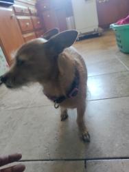 Found/Stray Unknown Dog last seen Pacific ave and West 6th St, Long Beach, Long Beach, CA 90802