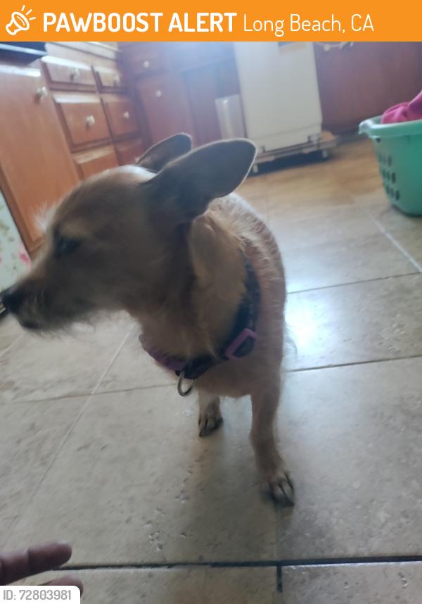 Found/Stray Unknown Dog last seen Pacific ave and West 6th St, Long Beach, Long Beach, CA 90802