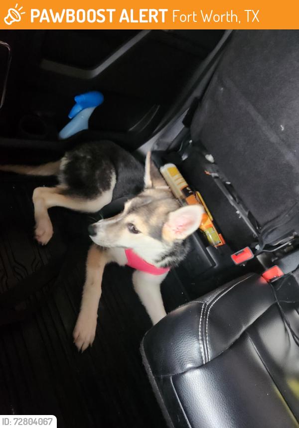 Found/Stray Female Dog last seen Mark IV PKWY , Fort Worth, TX 76131
