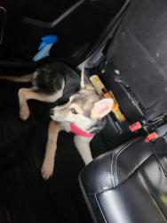Found/Stray Female Dog last seen Mark IV PKWY , Fort Worth, TX 76131