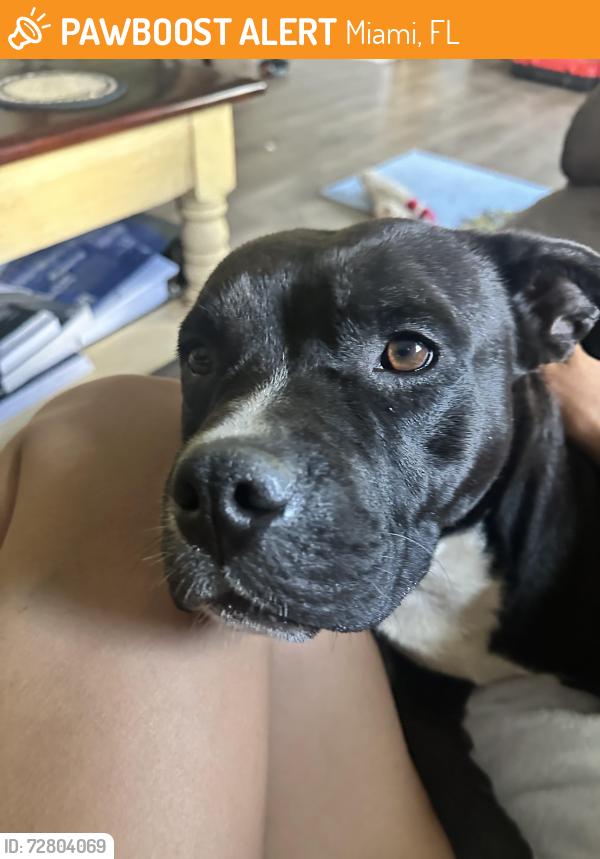 Found/Stray Female Dog last seen Dead end street by storage lot , Miami, FL 33187