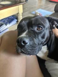 Found/Stray Female Dog last seen Dead end street by storage lot , Miami, FL 33187