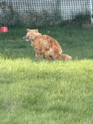 Found/Stray Unknown Cat last seen Whitehall Way, Bellingham, MA 02019
