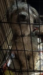 Lost Male Dog last seen nortons store , Corpus Christi, TX 78411