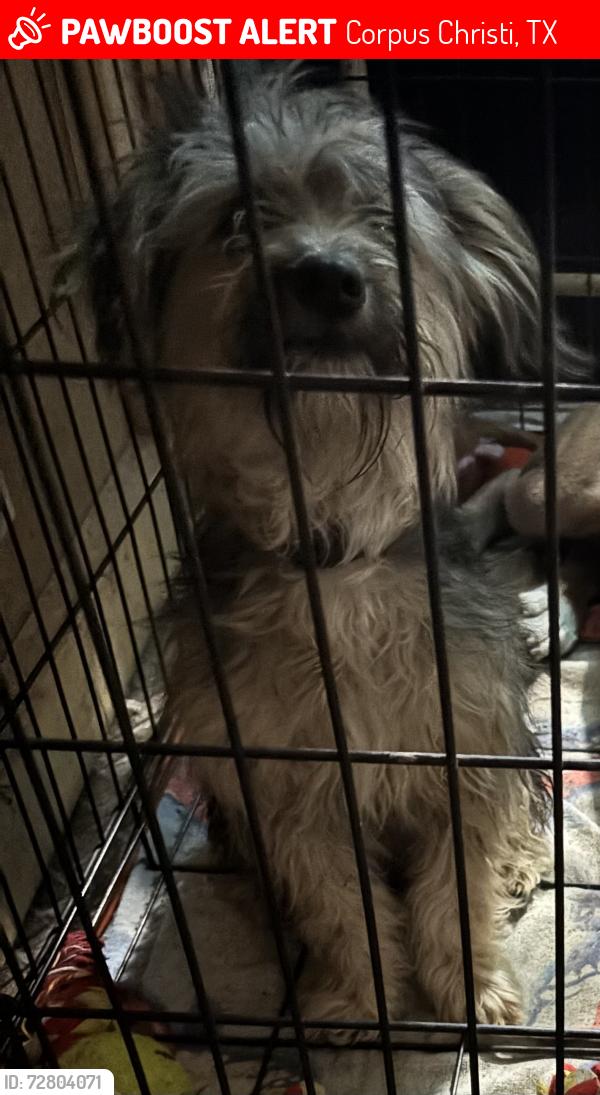 Lost Male Dog last seen nortons store , Corpus Christi, TX 78411