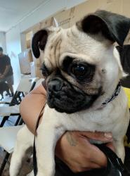 Lost Male Dog last seen Longmore rd and Osborn rd, Scottsdale, AZ 85256
