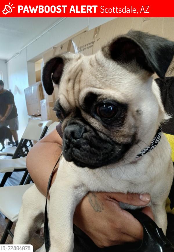 Lost Male Dog last seen Longmore rd and Osborn rd, Scottsdale, AZ 85256