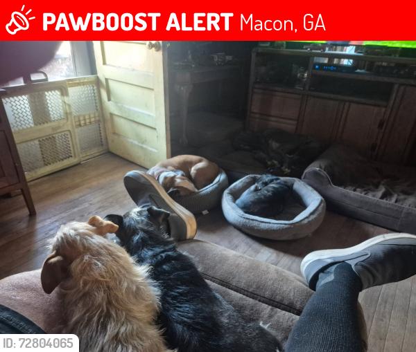 Lost Male Dog last seen   Appleton.and Ross , Macon, GA 31201