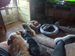 Lost Male Dog last seen   Appleton.and Ross , Macon, GA 31201
