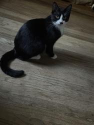 Lost Female Cat last seen Near Joycle street, Arlington, TX 76010