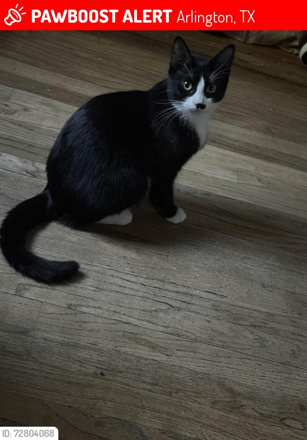 Lost Female Cat last seen Near Joycle street, Arlington, TX 76010