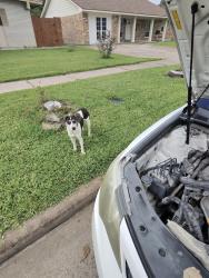 Found/Stray Male Dog last seen White car Toyota Camry , Houston, TX 77034