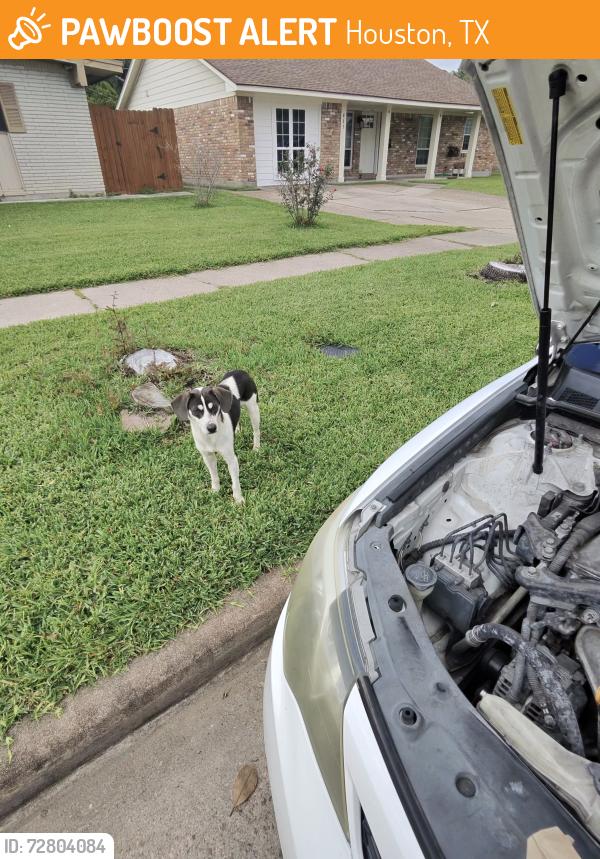 Found/Stray Male Dog last seen White car Toyota Camry , Houston, TX 77034