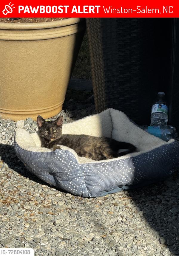 Lost Female Cat last seen Carver rd, Winston-Salem, NC 27105