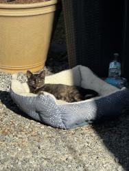 Lost Female Cat last seen Carver rd, Winston-Salem, NC 27105