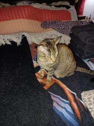 Lost Female Cat last seen Fellowship Rd, Tucker, GA 30084