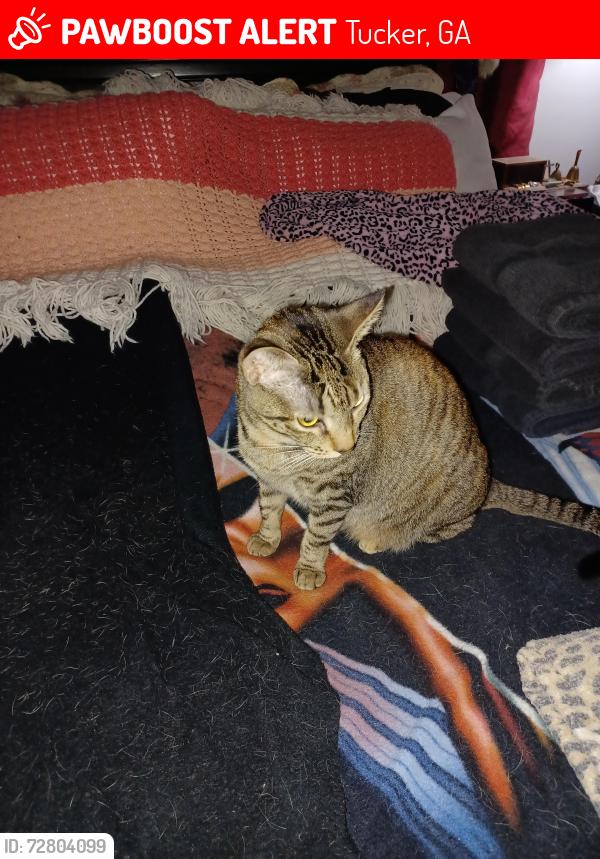 Lost Female Cat last seen Fellowship Rd, Tucker, GA 30084