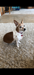 Lost Female Dog last seen CR800E and 1000N, Brownsburg, IN 46112