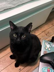 Lost Male Cat last seen Minet gardens , Greater London, England NW10 8AS