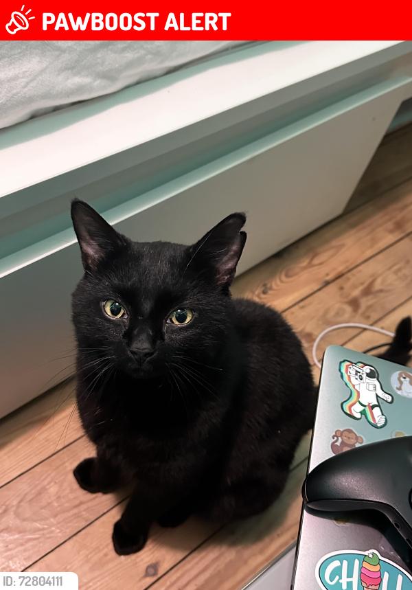 Lost Male Cat last seen Minet gardens , Greater London, England NW10 8AS