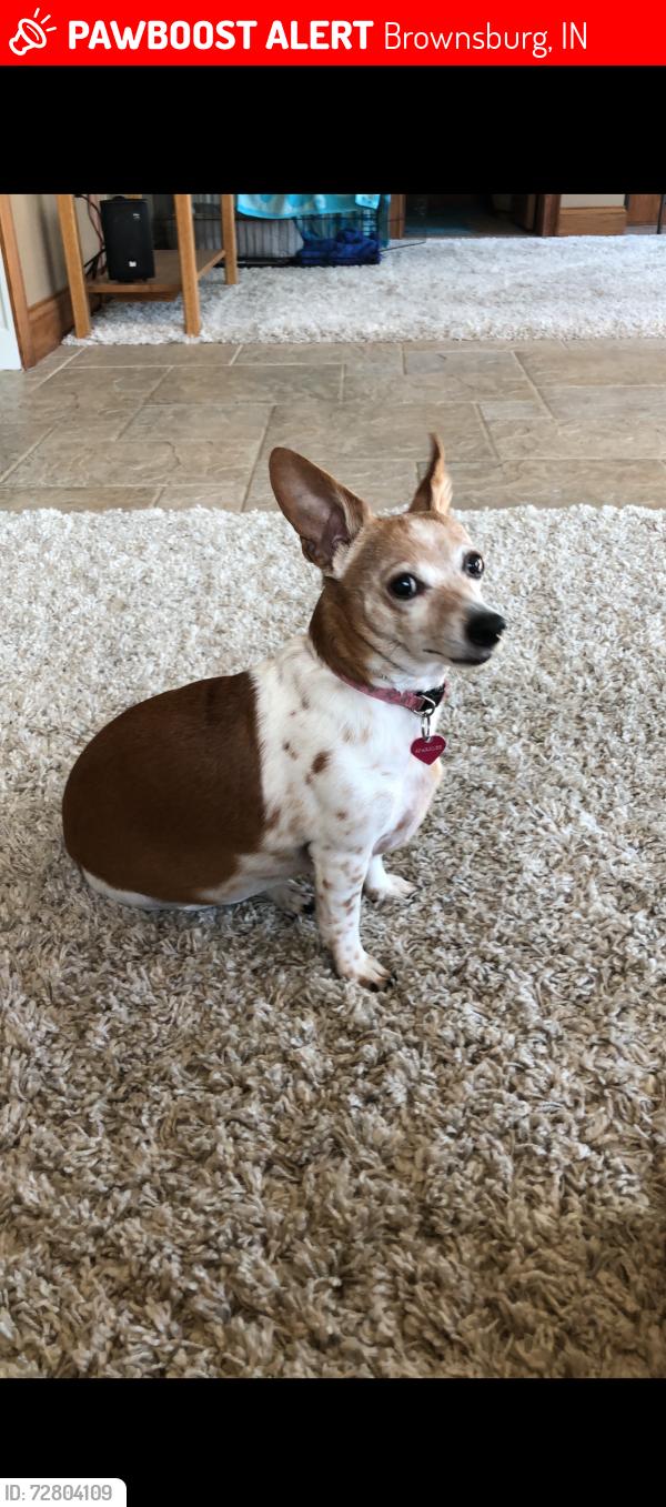 Lost Female Dog last seen CR800E and 1000N, Brownsburg, IN 46112