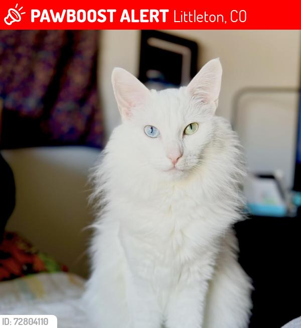 Lost Female Cat last seen West Coal Mine and Bowles, Littleton, CO 80128