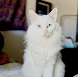 Lost Female Cat last seen West Coal Mine and Bowles, Littleton, CO 80128