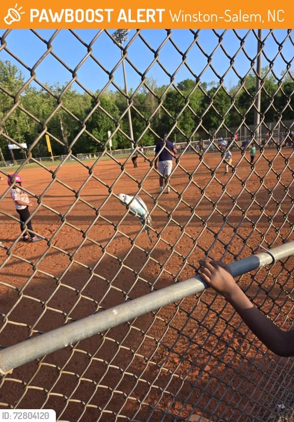 Found/Stray Unknown Bird last seen Twin city ball field, Winston-Salem, NC 27101