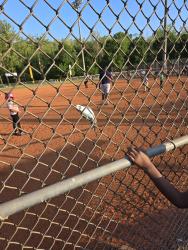 Found/Stray Unknown Bird last seen Twin city ball field, Winston-Salem, NC 27101