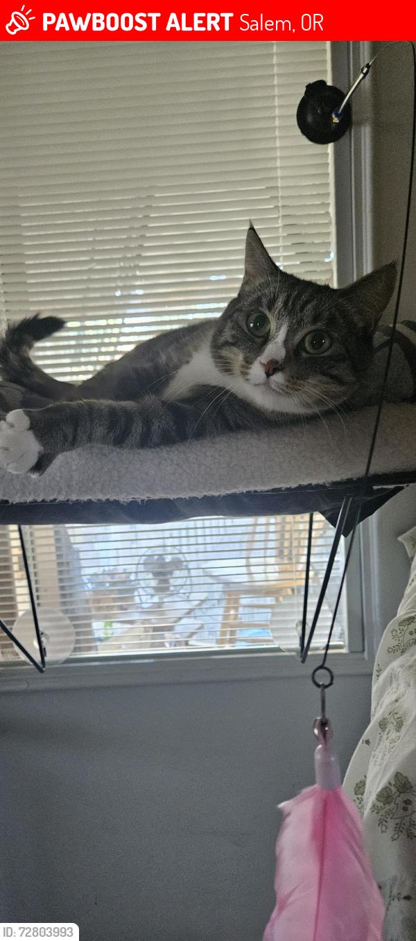 Lost Female Cat last seen Near Lee Street SE Apt 2, Salem, OR 97301