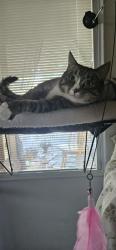 Lost Female Cat last seen Near Lee Street SE Apt 2, Salem, OR 97301