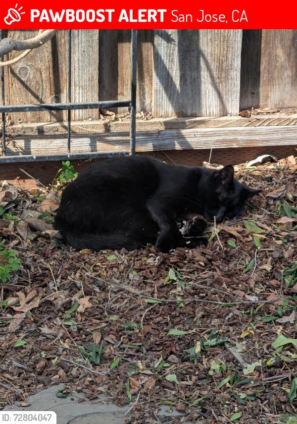 Lost Male Cat last seen Between Taylor and Jackson on 21st, San Jose, CA 95112