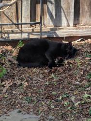 Lost Male Cat last seen Between Taylor and Jackson on 21st, San Jose, CA 95112