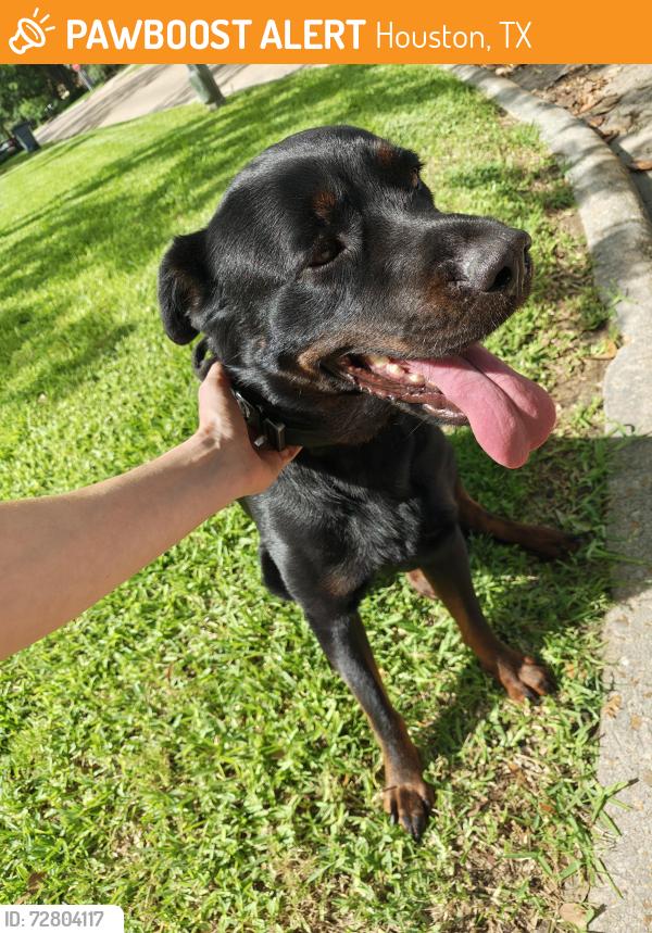 Found/Stray Female Dog last seen Misty Valley Dr & Pine Arbor Dr, Houston, TX 77066