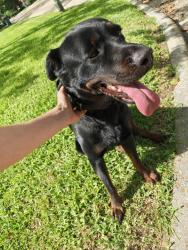 Found/Stray Female Dog last seen Misty Valley Dr & Pine Arbor Dr, Houston, TX 77066