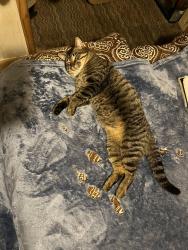 Lost Male Cat last seen A mile from weigles on stone drive, Kingsport, TN 37660