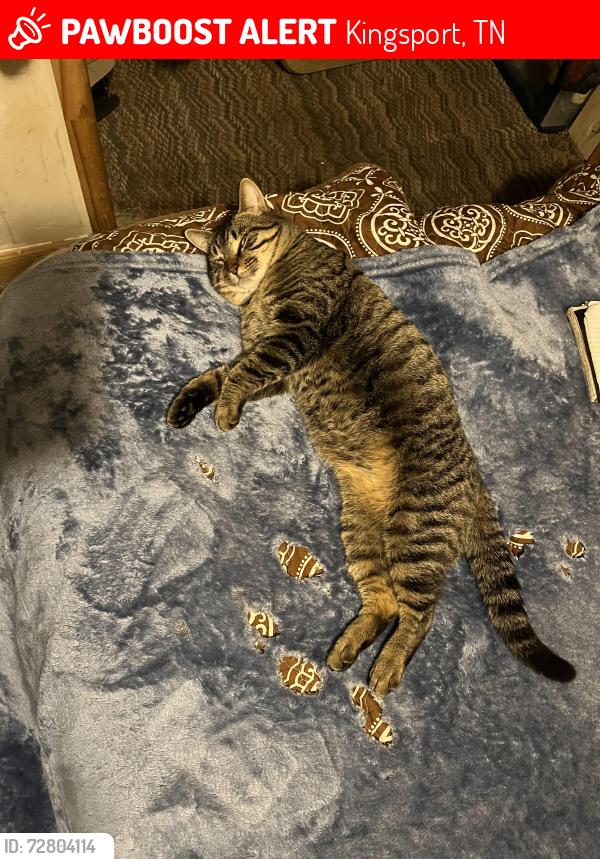 Lost Male Cat last seen A mile from weigles on stone drive, Kingsport, TN 37660