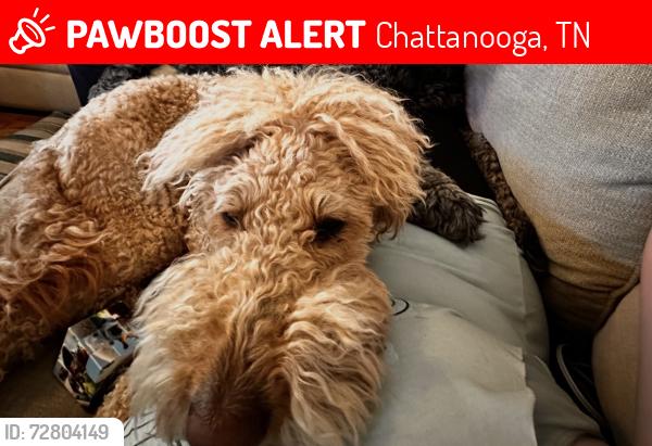 Lost Female Dog last seen Andover place , Chattanooga, TN 37421