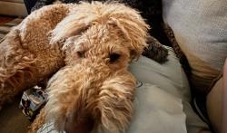 Lost Female Dog last seen Andover place , Chattanooga, TN 37421