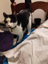 Found/Stray Unknown Cat last seen Hampton inn, Carolina Beach, NC 28428